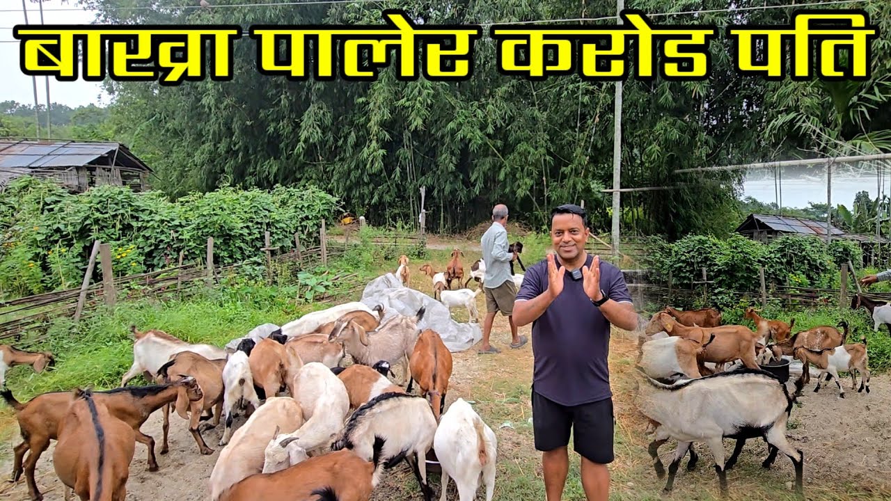 पासपोर्ट च्यातेर खोलामा फालेपछी 10 हजारमा बाख्रा पाल्न थालेका प्रेम,अहिले करोडपती goat farming