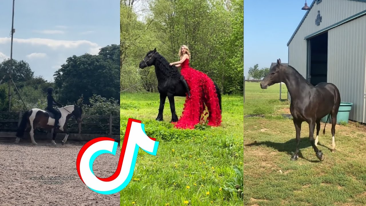 The Best HORSE 🐎 TikTok Compilation #142