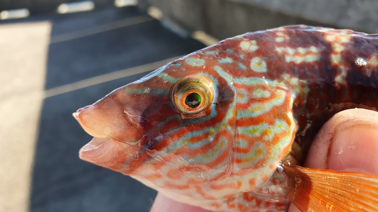 Early morning fishing at Samphire hoe Kent wrasse, pouting