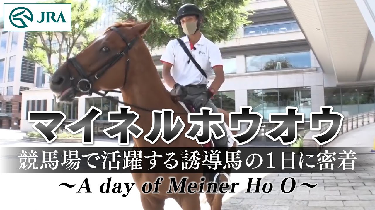 【マイネルホウオウ】競馬場で活躍する誘導馬の1日に密着 〜A day of Meiner Ho O〜 | JRA公式
