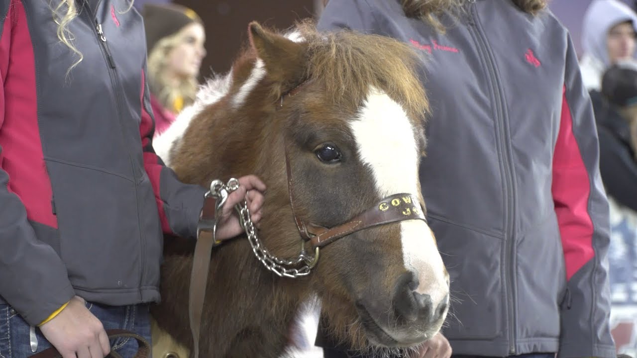 Meet Cowboy Joe: UW's Top Tradition