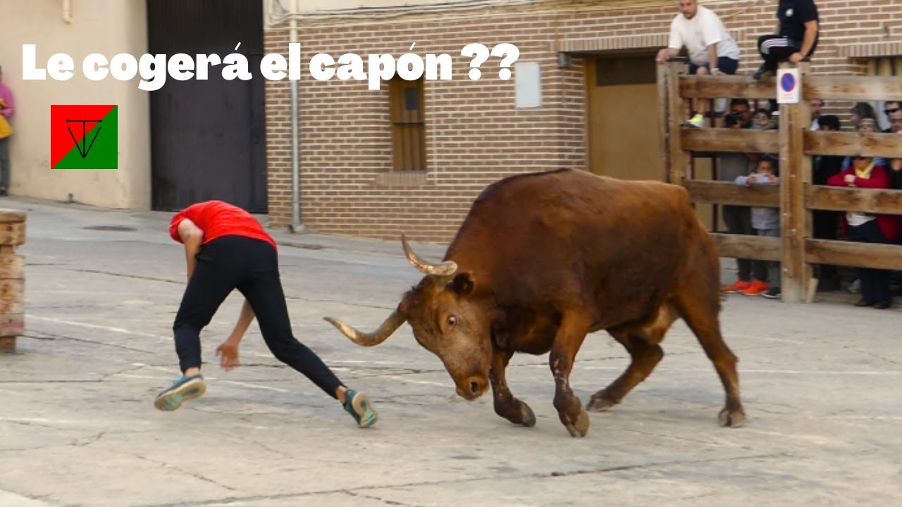 Espectacular tarde de Teodoro Vergara en Falces (Capones y vacas)