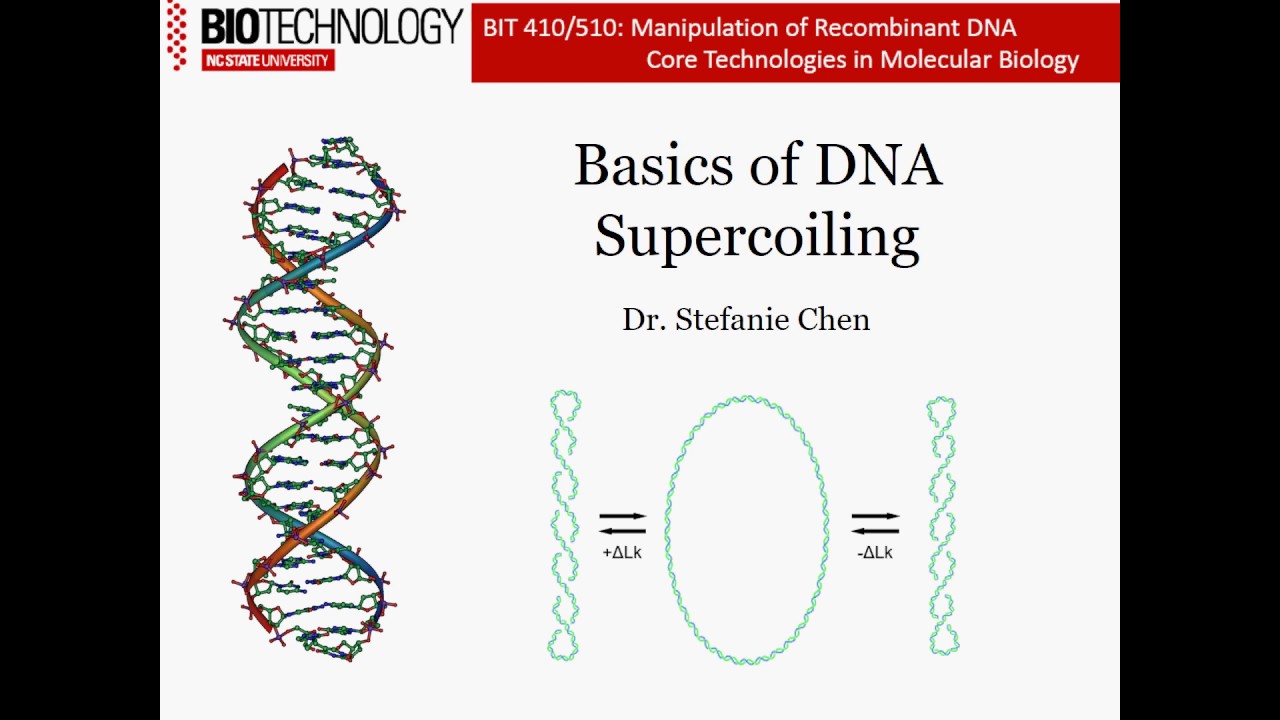 Introduction to DNA Supercoiling
