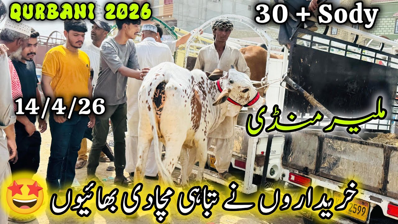 Malir Mandi Karachi Latest Rates Update | 14 April 2026 | Cow Mandi Karachi | Qurbani 2026. 