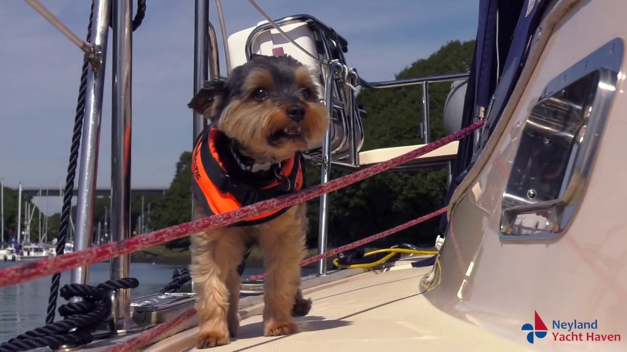 Welcome to Neyland Yacht Haven, Pembrokeshire's prettiest marina