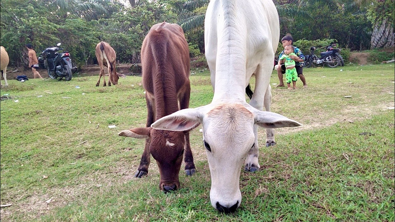fat and healthy cows