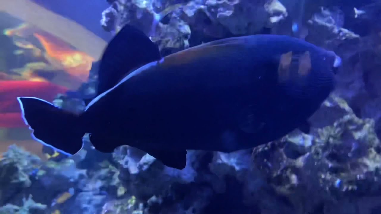 Kids Friendly Dallas Aquarium indoor zoo / summer zoo visit