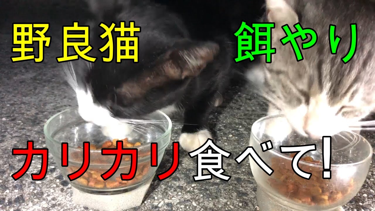 今回はカリカリタイムです。猫ちゃん今回もご協力ありがとう！癒しの時間を一緒に楽しみましょう！