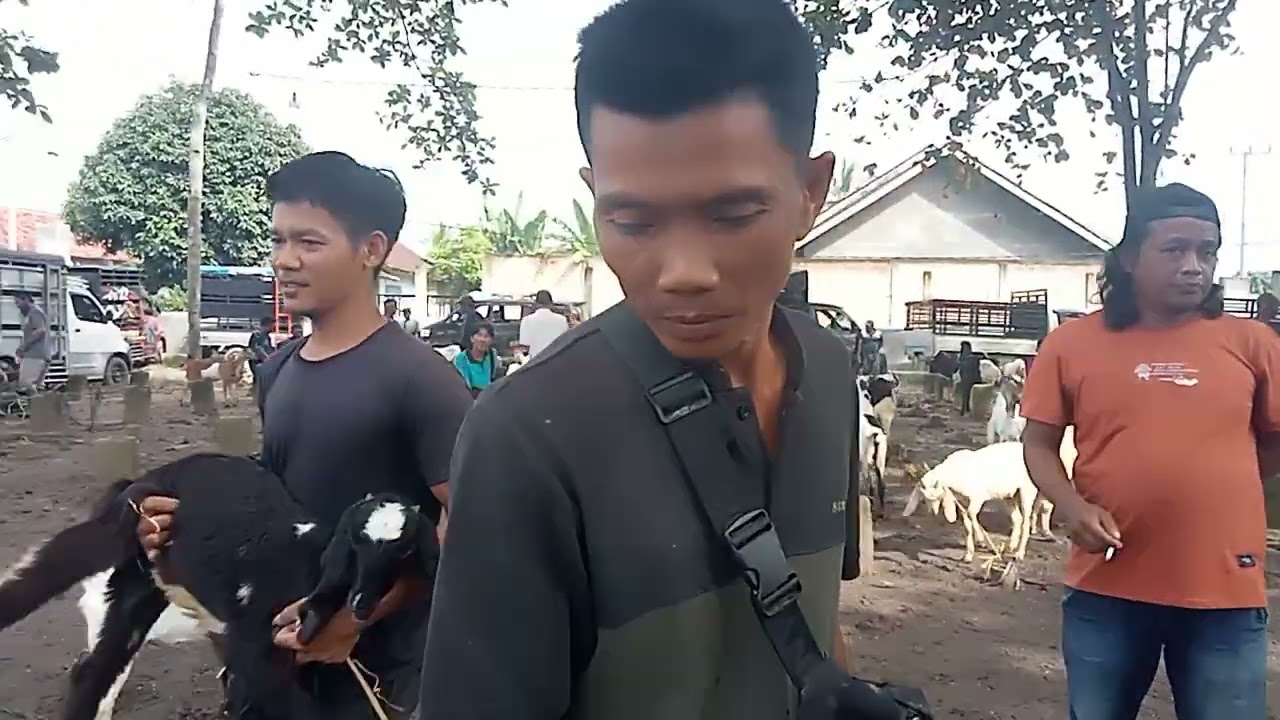 Menjelang Tahun Baru Harga Kambing Naik 100 RB Pasar Terbesar Adijaya Kecamatan Terbanqi Besar.