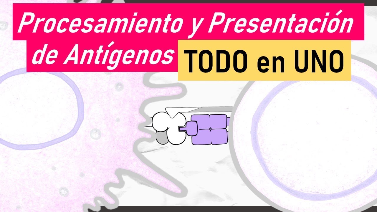 Procesamiento y Presentación de Antígenos | Endocítica, Citosólica y Cruzada | TODO en UNO