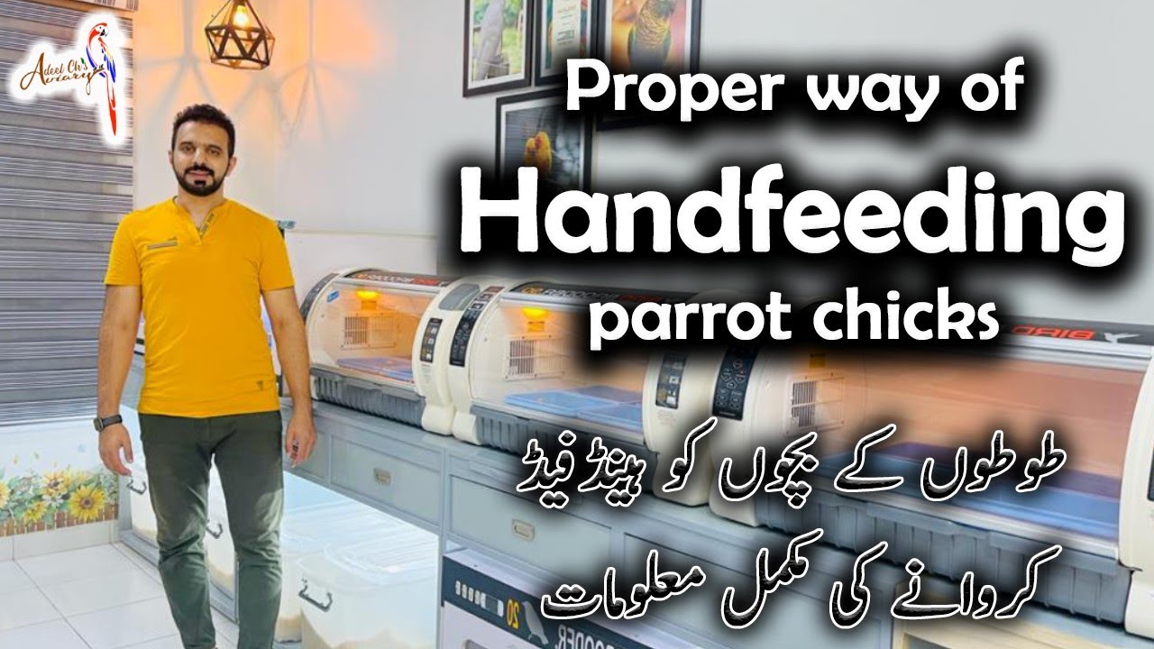 Best way of Handfeeding and Hand Raising
