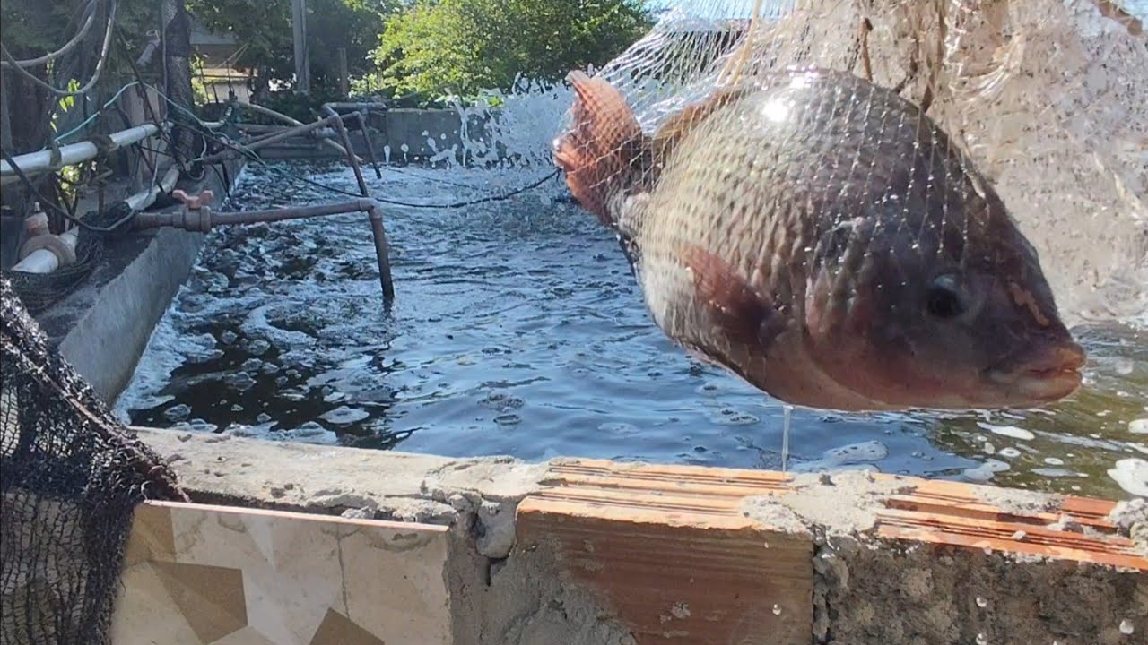 Biometria de 7 meses das tilápias e como limpamos nossos peixes 