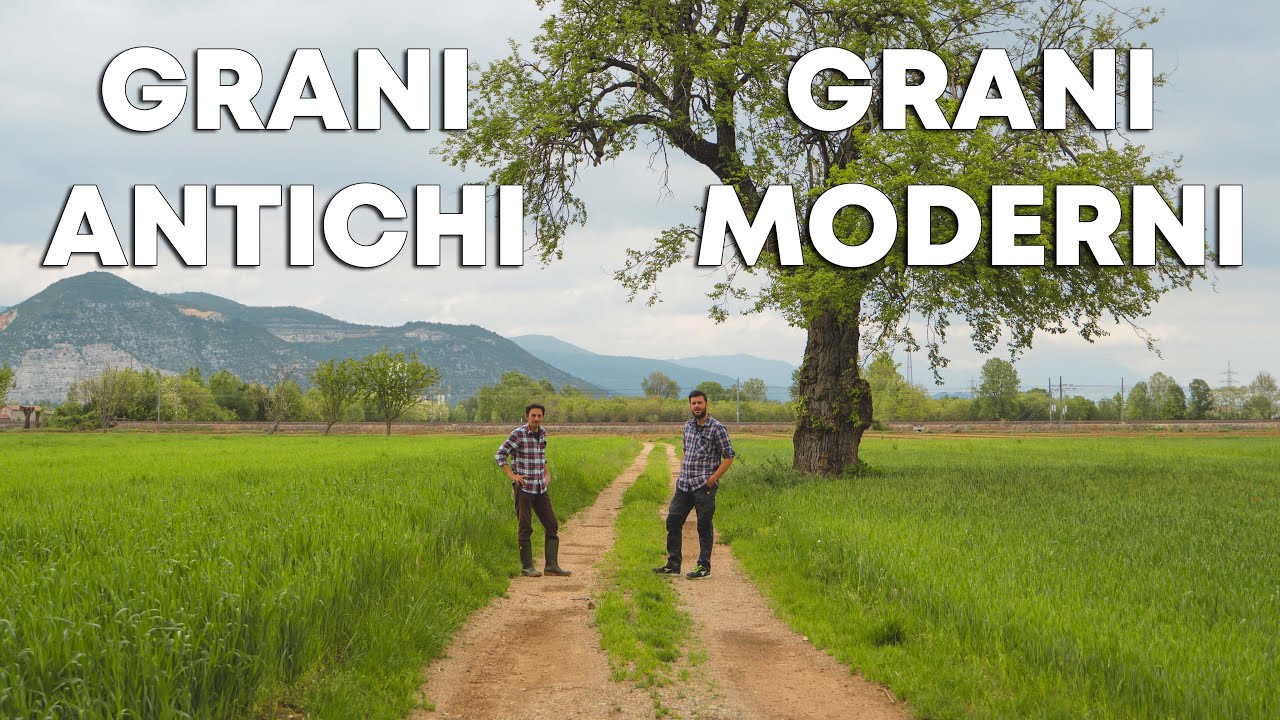 Come sta CRESCENDO il  GRANO che abbiamo SEMINATO? @Cristian Benaglio