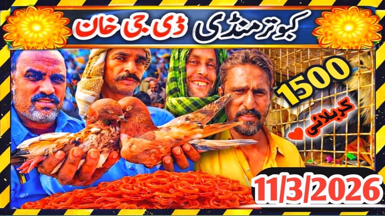 Kabootar Mandi | DGKhan Latest Update 107 Vlog | DGKhan Kabutar Mandi | Mehar Baksh SpeciaL