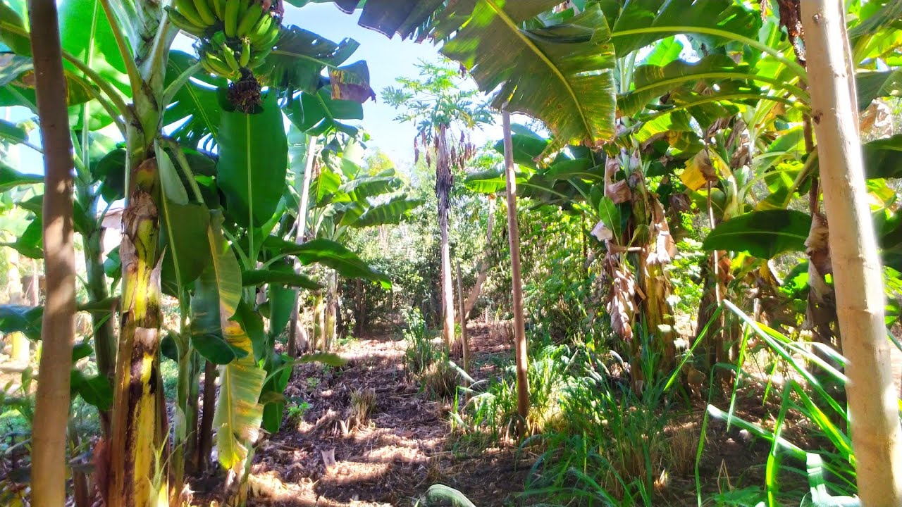 Documentário Agrofloresta no Semiárido baiano- Bom jesus da Lapa, Bahia