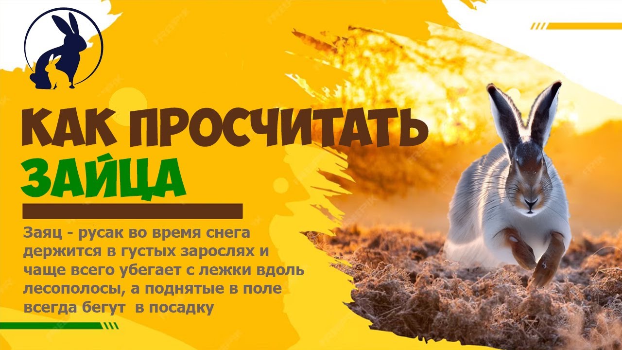 КАК ПРОСЧИТАТЬ ЗАЙЦА-РУСАКА. Охота сезона  2025-2026