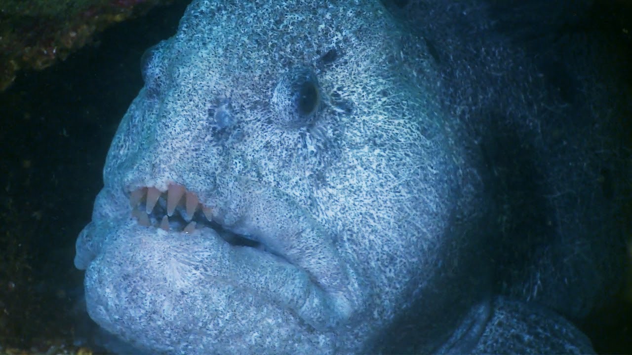 Hungry Wolf Eel Isn't Scared of Humans | Deadly 60 | The Travel Edit