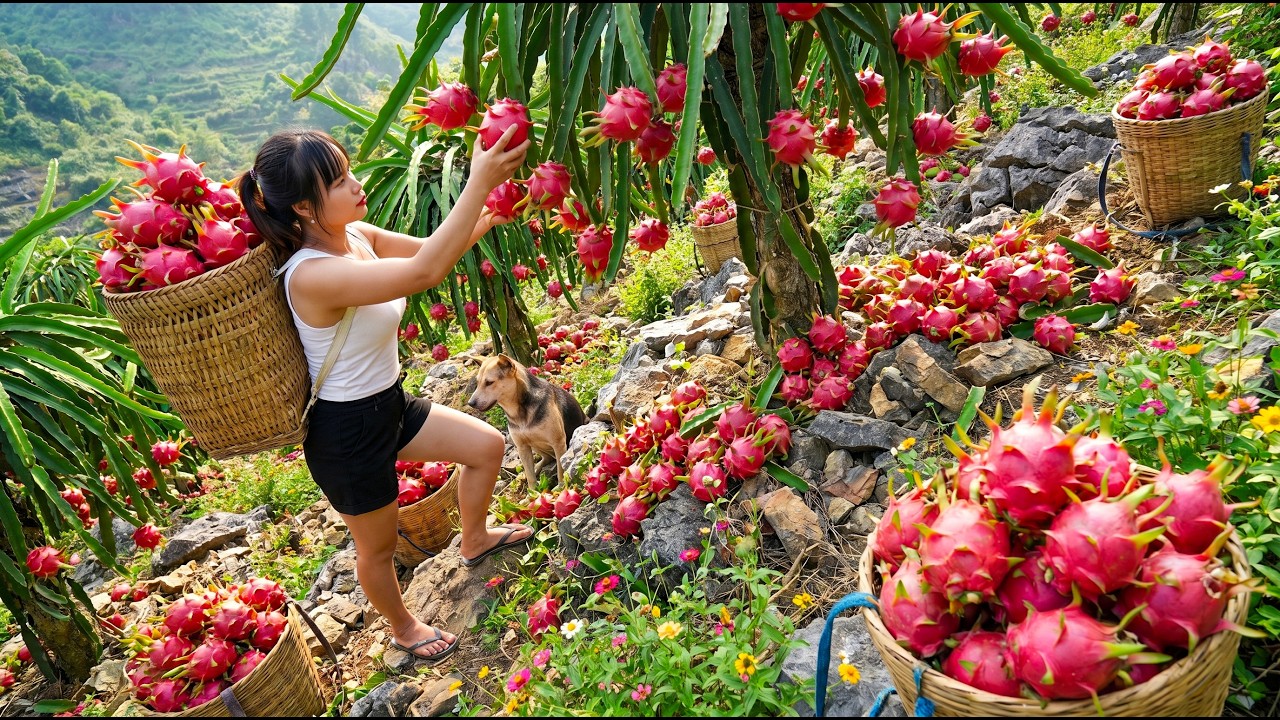 Timelapse : Harvesting 600KG of Dragon Fruit and Transporting Them to Sell at the Market