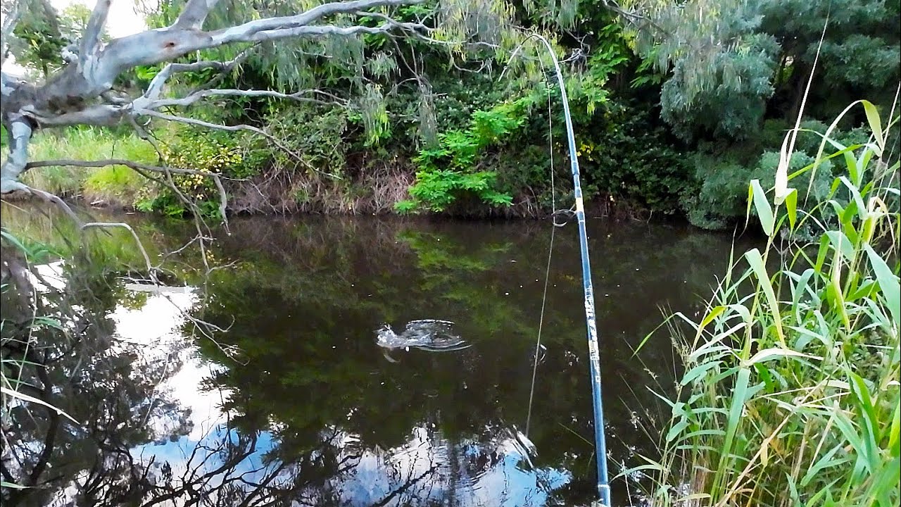 Sunrise Silver Perch fishing session at Merriwa Park Lake