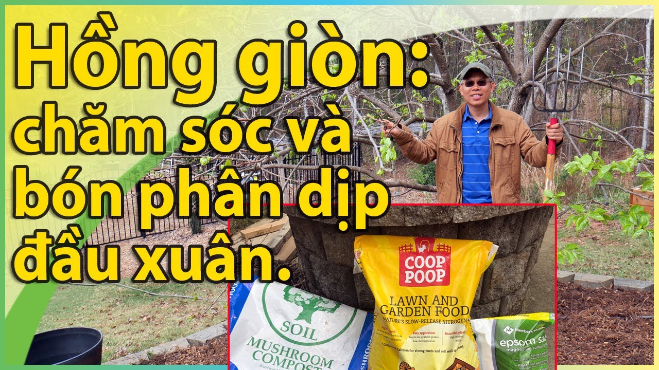 Cây hồng giòn: chăm sóc và bón phân dịp đầu xuân.