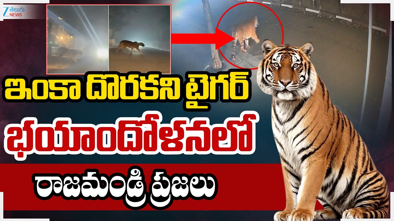 Tiger Spotted at Diwancheruvu | Tiger Alert in Rajahmundry | ఇంకా దొరకని టైగర్ | ZEE News