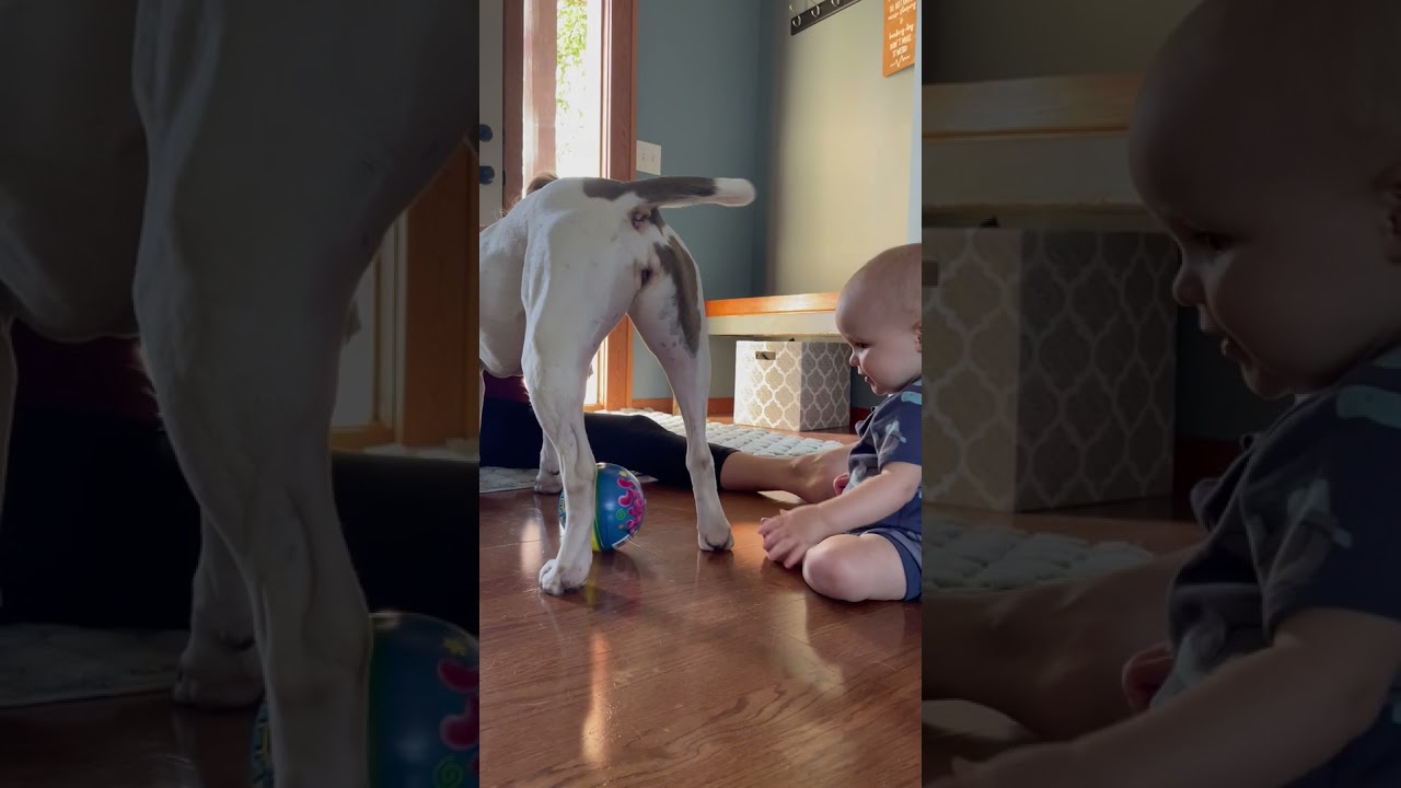 Baby Puts His Finger in Dog's Butt Hole - 1208114
