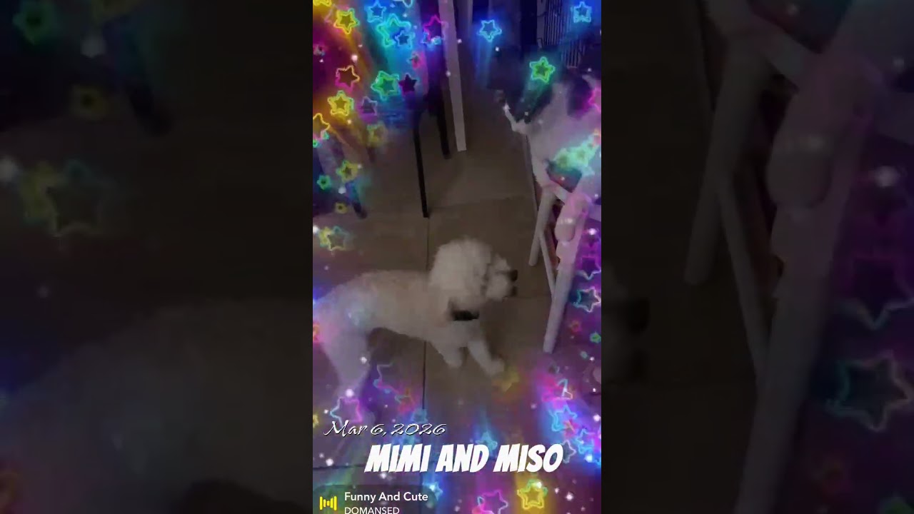 2026Mar6 Joowee&rsquo;s House 🏡 of Fur: Miso the Tabby Cat 🐱 and Mimi the Poodle 🐩