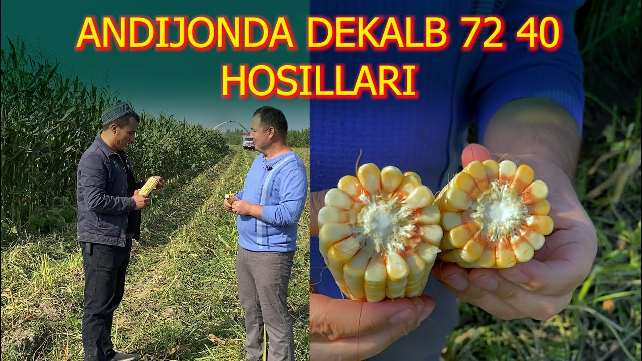 Dekalb 72 40  Хосиллари Андижон.   #agro_arena #vesagro #urugchilik
