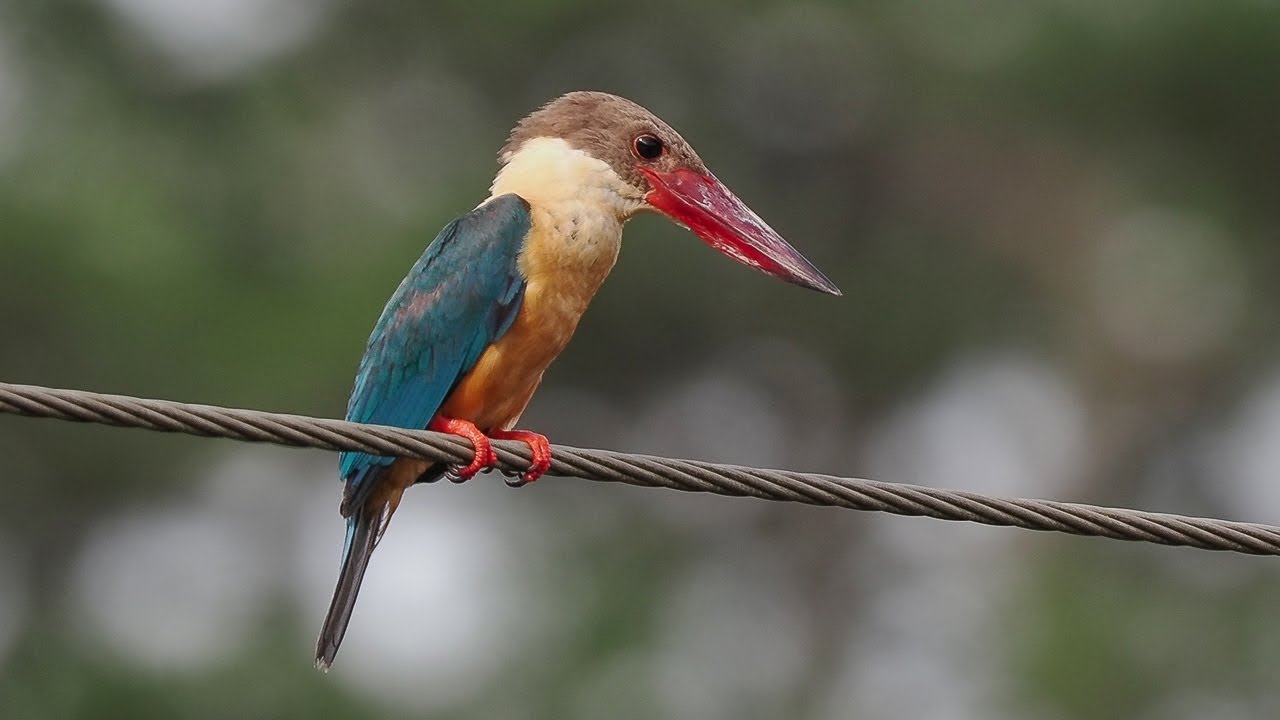 Birding Sri Lanka 2024 Part 5 Bundala National Park-Ponds and gardens around Tissamaharama