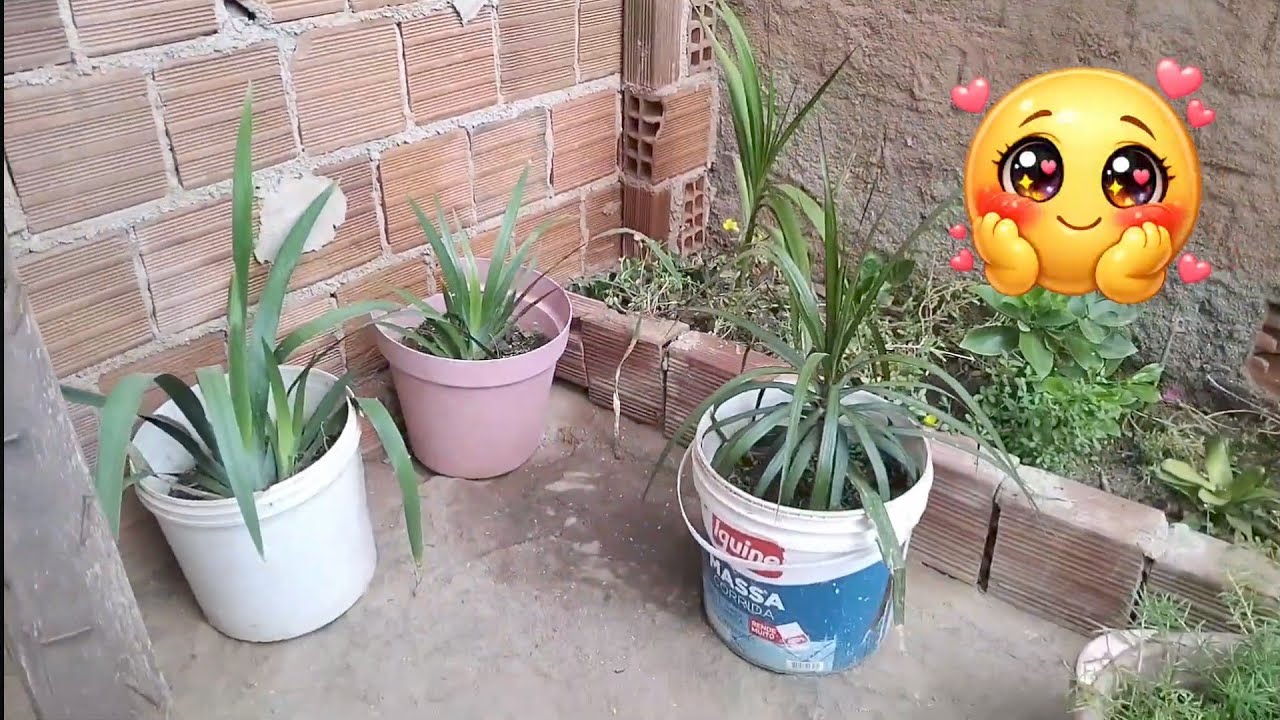 ONZE HORAS PLANTINHAS  🌺LINDAS , E FÁCIL DE CULTIVAR 🥰