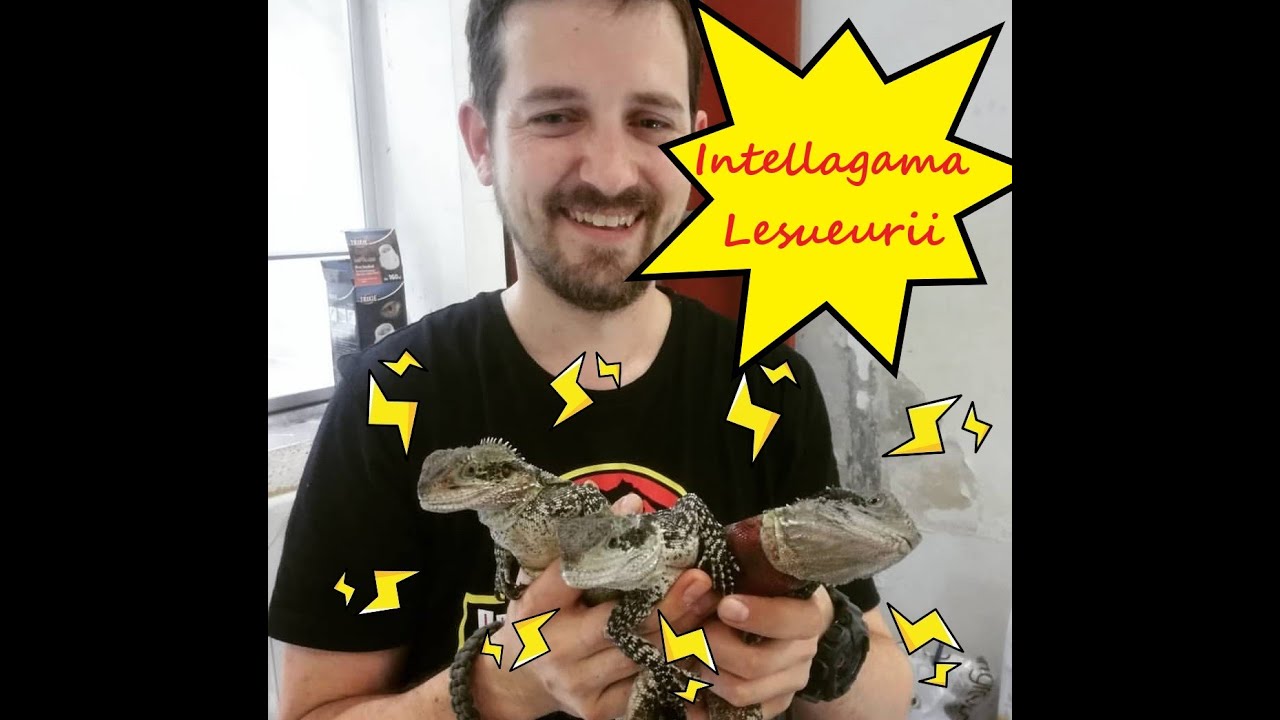 Intellagama lesueurii, trio reproductor y cria.