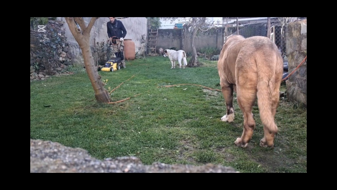 Segando el jardin y poda de rosales.dia de trabajo en jardin.
