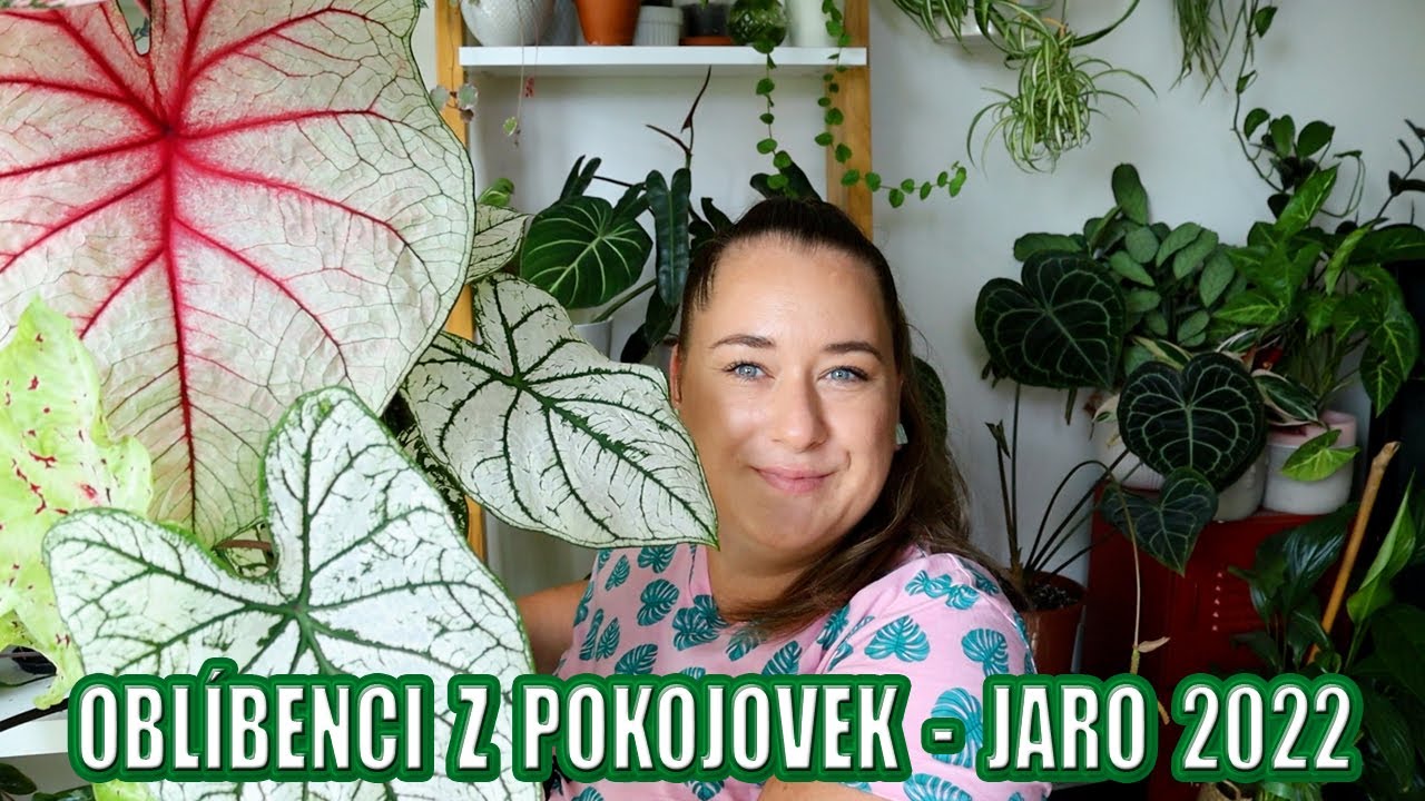 Oblíbenci mezi pokojovkami za jaro 2022