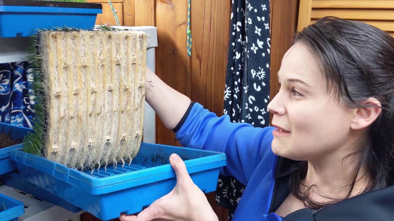 Growing Fodder for Animals the Easy Way