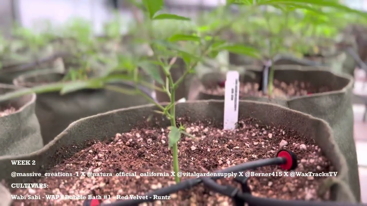 Massive Creations X Natura X Vital Garden Supply Plant Day And Week 2