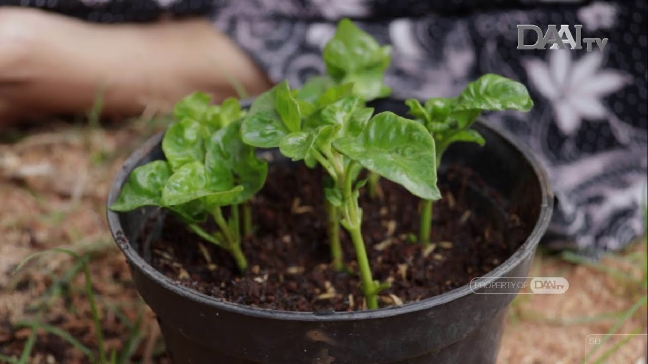Kebun dan Olah Sisa Pangan | Bumiku Satu