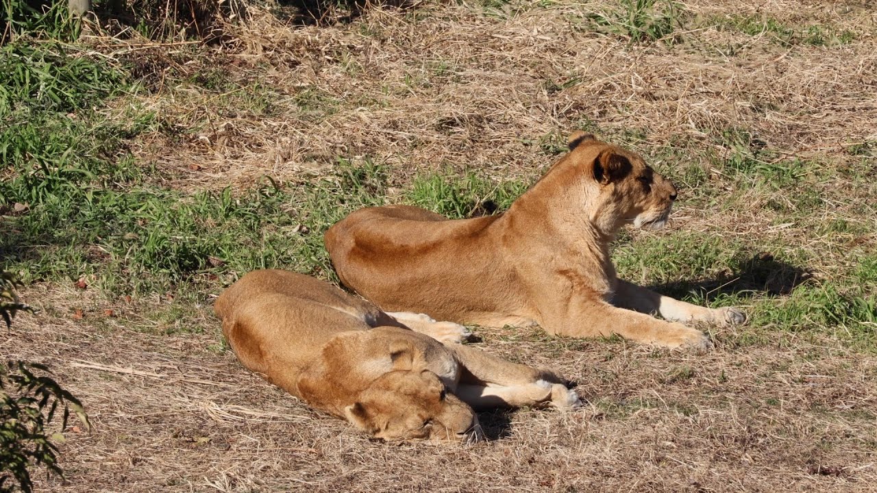 【多摩動物公園｜2026/1/11】日向で休む2頭のメスライオン｜Female Lions Resting Together in the Sun