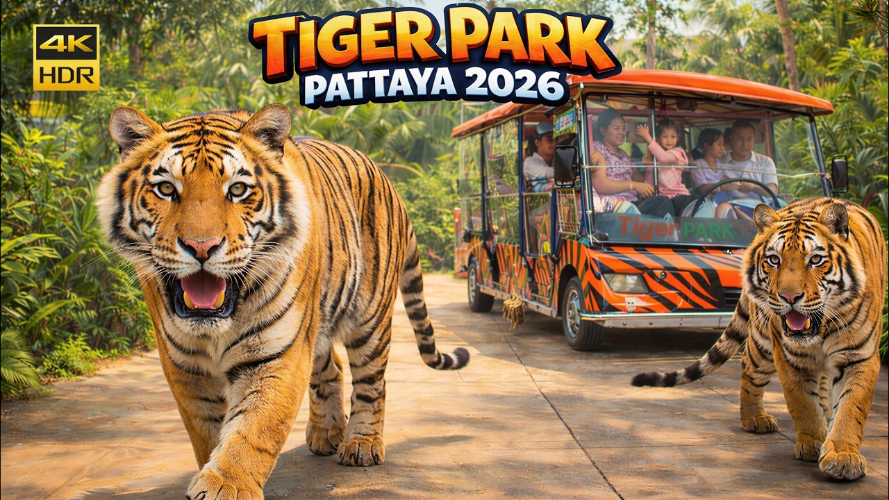 Tiger Park Pattaya Thailand 2026 | Get Close With Real Tigers at Forest Safari Adventure