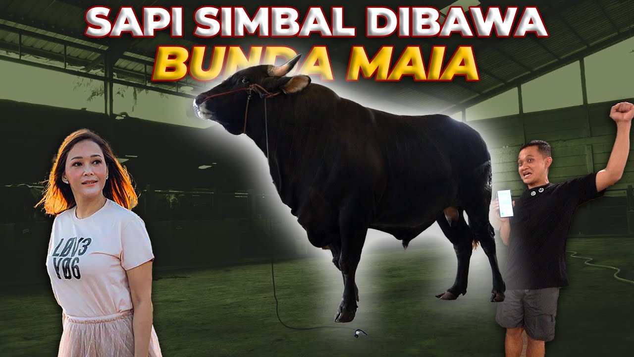 Mengapa Bunda Maia Estianty Pilih Sapi JUMBO dari Setia Farm Jawa Barat?