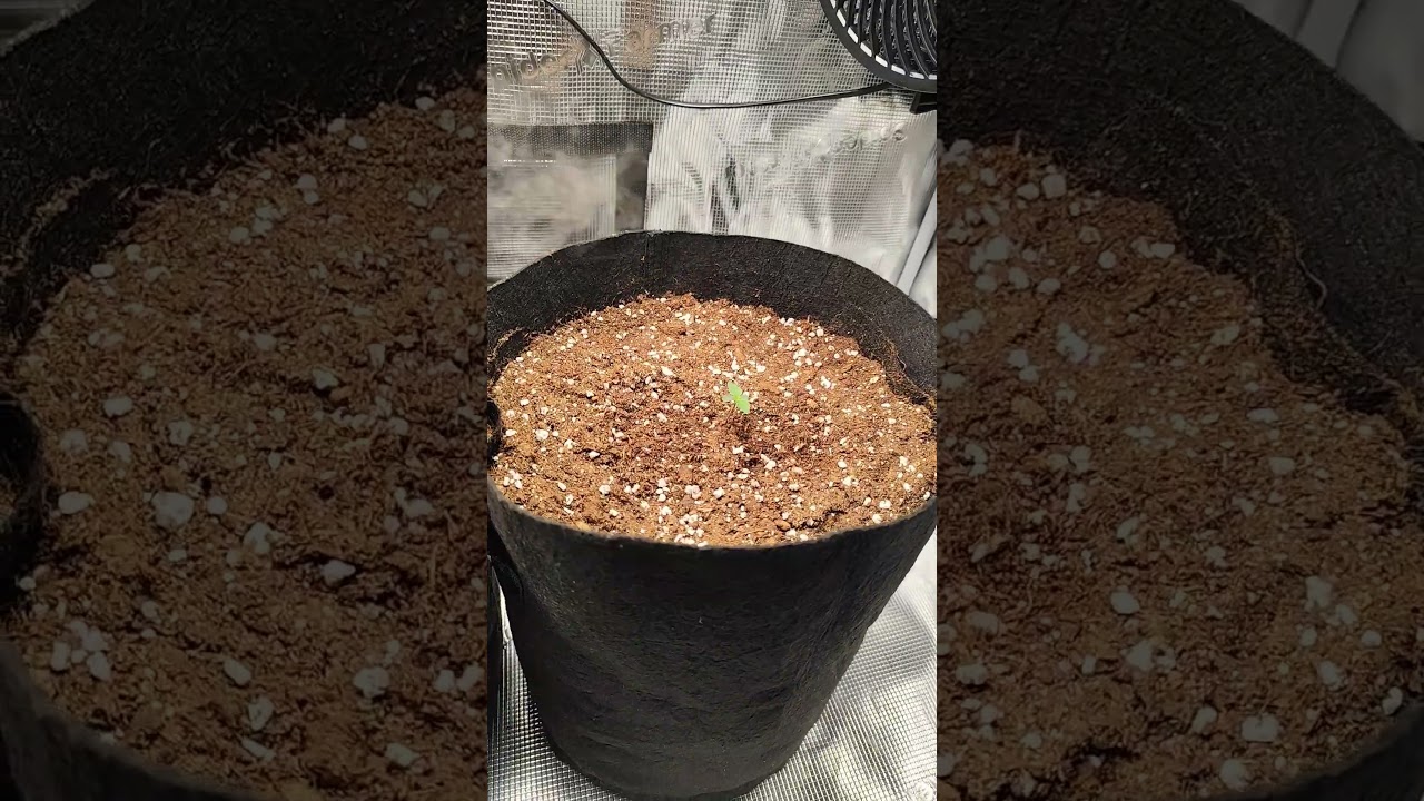 Purple Bud Grow - Day 4                         #420 #plants #spiderfarmerled