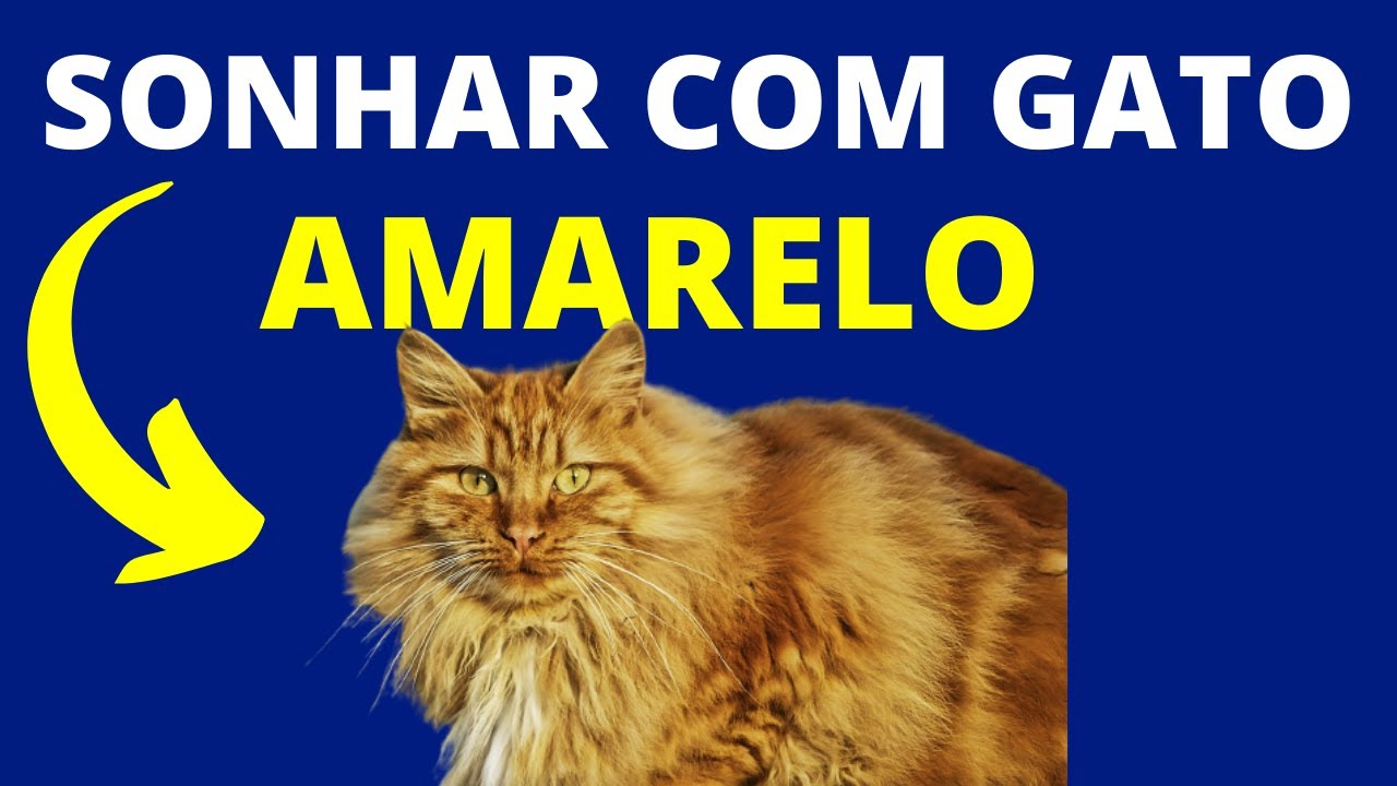 SONHAR COM GATO AMARELO : SIGNIFICADO DE SONHAR COM GATO AMARELO