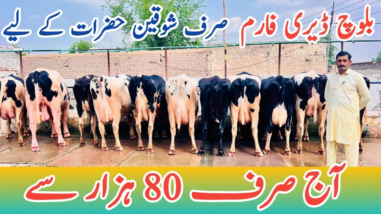 Baloch Dairy Farm | imported Cows And imported Heifers #janibest 