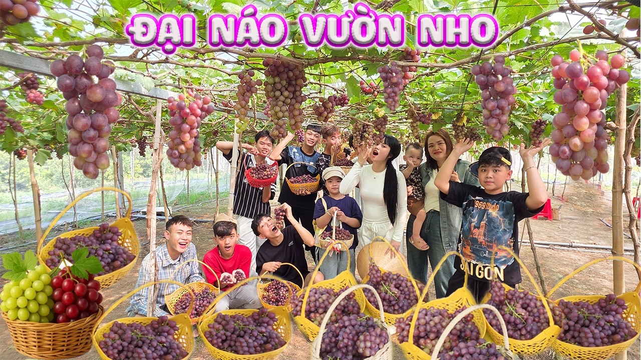 Đại Náo Vuờn Nho Ở Phan Rang #trangvinhne