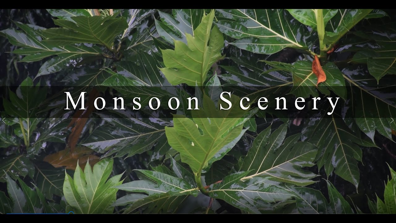 Monsoon Scenery | Into the Nature | Sammith Upadhya Photography