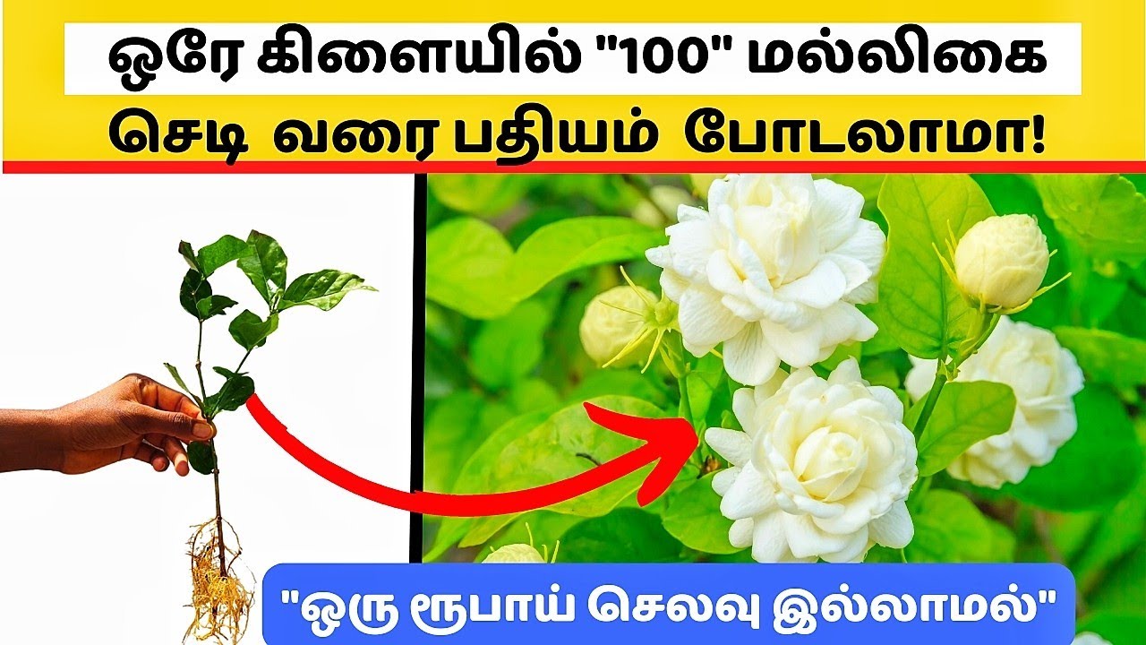 🌱15 நாளில் மல்லிகை செடி பதியம் ரெடி சின்ன கிளை மட்டும் போதும் | Jasmine Plant | Gardening Tips Tamil