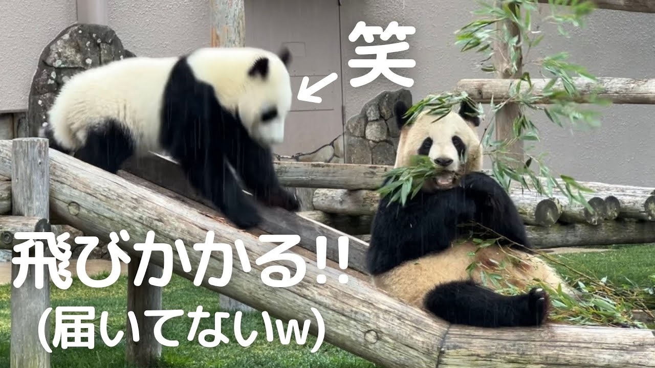もう..やけくそ😂突然ママに当たりちらかす子パンダ楓浜に良浜ママもびっくりw