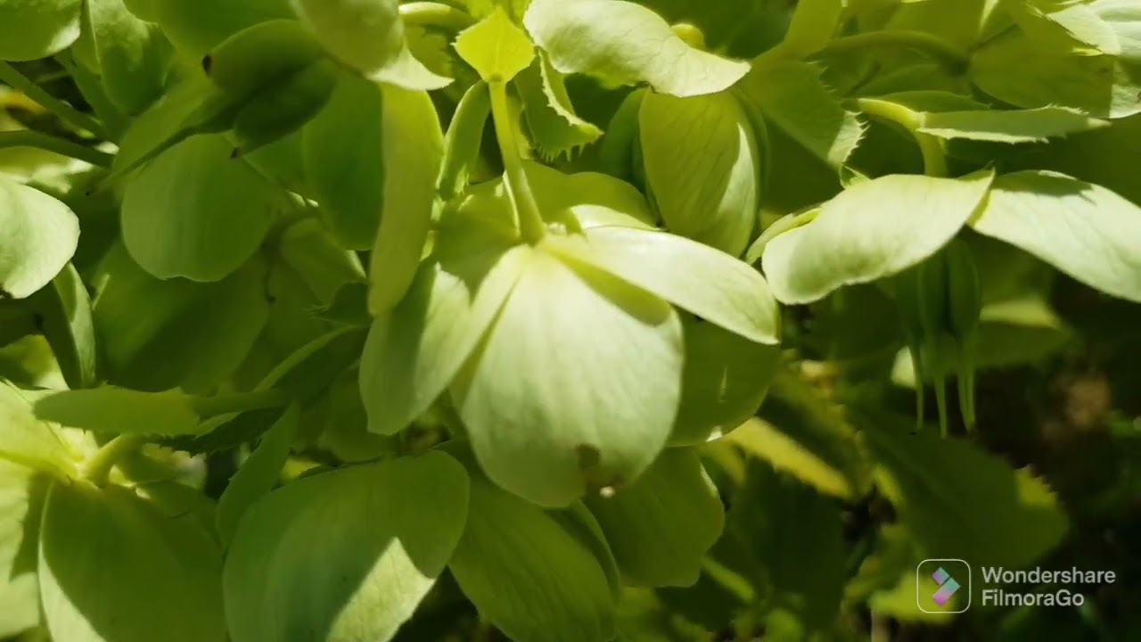 Helleborus  argutifolius 🌱🐛