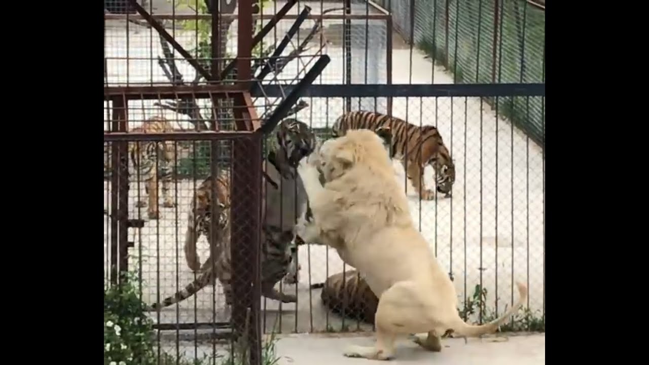Lion vs Young Tiger-(tiger retreats)