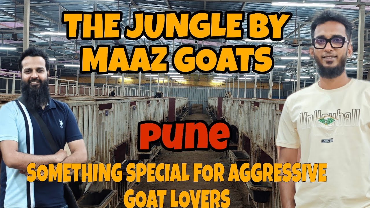 THE JUNGLE BY MAAZ GOATS🐐KING 👑 OF BIG GOAT IN INDIA 🇮🇳 SOMETHING SPECIAL FOR AGGRESSIVE KOTA LOVERS