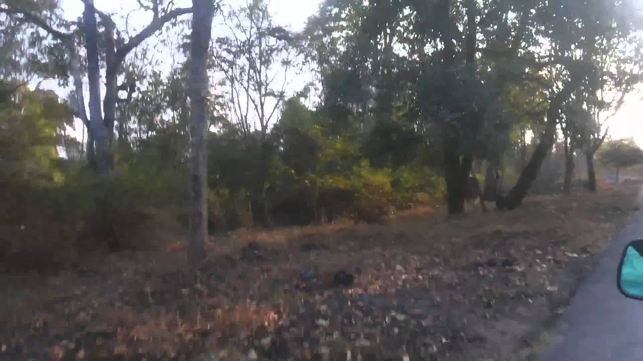 Wild Elephant Attack Kerala